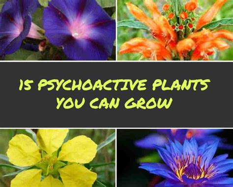 It is widely used across the world despite being classed as illegal. . Psychoactive plants you can grow